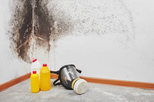 Best Same-Day Mold Removal  in Winston, OR