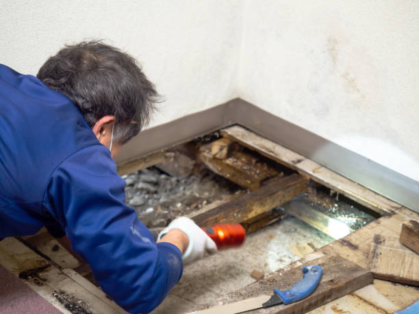 Best Mold Remediation Experts  in Winston, OR