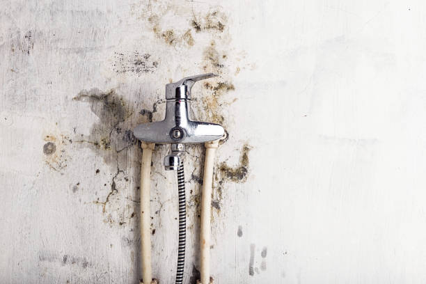 Best Local Mold Removal Service  in Winston, OR