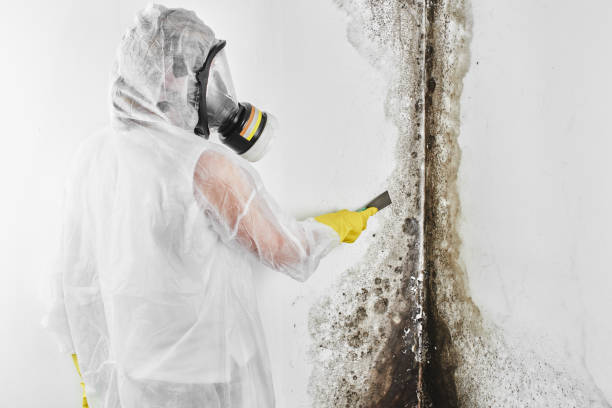 Best Best Mold Removal Companies  in Winston, OR