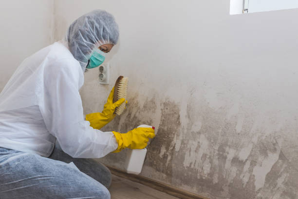 Best Attic Mold Removal  in Winston, OR