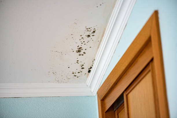 Best Affordable Mold Removal  in Winston, OR