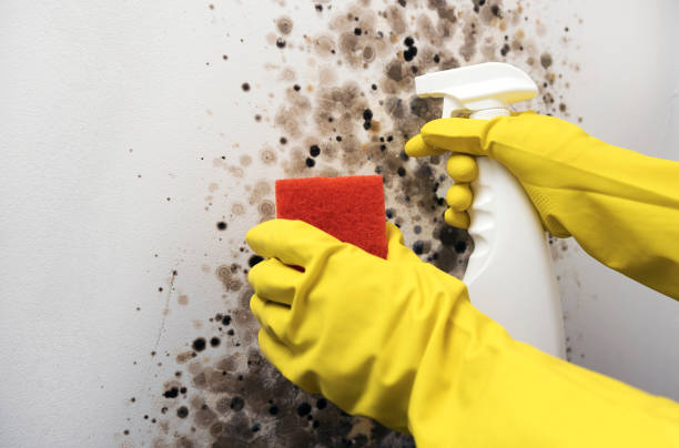 Best Residential Mold Removal  in Winston, OR