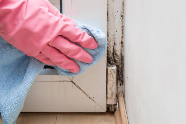Crawl Space Mold Removal in Winston, OR