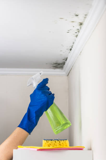 Best Mold Removal Near Me  in Winston, OR
