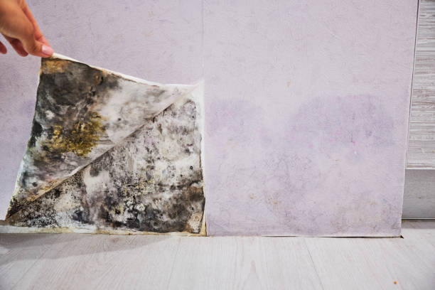 Best Local Mold Removal Service  in Winston, OR